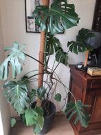 Kamerplant (groot), Enlèvement