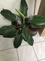 Philodendron - Green Imperial -, Huis en Inrichting, Kamerplanten, Ophalen