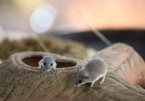 Afrikaanse dwergmuisjes, Dieren en Toebehoren, Reptielen en Amfibieën