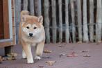 Prachtige shiba inu pups, België, Overige rassen, CDV (hondenziekte), 8 tot 15 weken