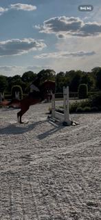 Leuke 7jarige (aganix du seigneur z x great pleasure), Dieren en Toebehoren, Paarden, Springpaard, Gechipt, Ruin, Niet van toepassing