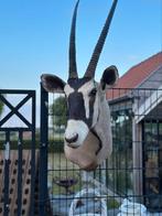 Taxidermie oryx kijk een beetje naar links, Ophalen of Verzenden