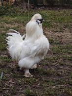 Jong zijdehoender haantje (lente 2024), Dieren en Toebehoren, Pluimvee, Mannelijk, Kip