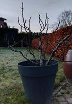 Vijgenboom in pot, draagt al meer dan 10 jaar lekkere vijgen, Figuier, Été, En pot, Moins de 100 cm