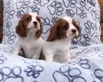 Cavalier king charles spaniel pups, Dieren en Toebehoren, Honden | Chihuahua's en Gezelschapshonden, 8 tot 15 weken, Buitenland