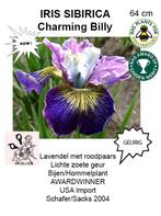 IRIS SIBIRICA nieuwigheden, Tuin en Terras, Ophalen of Verzenden, Vaste plant, Overige soorten, Halfschaduw