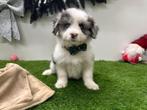Chiots Border Sheepdog (Border Collie x Shetland Sheepdog), Animaux & Accessoires, Parvovirose, Plusieurs, Belgique, Plusieurs animaux