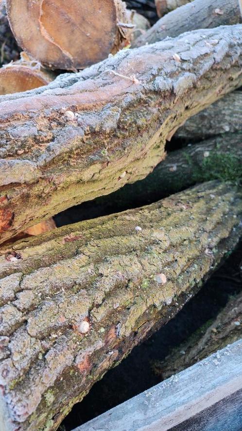 Stam shiitake professioneel broed, Tuin en Terras, Kweekspullen, Ophalen