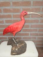 Prachtige opgezette rode ibis, Verzamelen, Dierenverzamelingen, Ophalen of Verzenden, Nieuw, Vogel, Opgezet dier