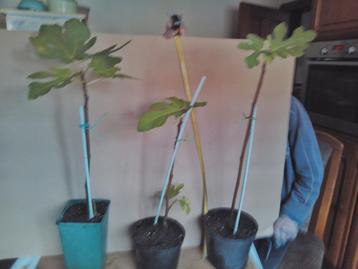 vijgenboom hoogte 85 / 90cm beschikbaar voor biedingen