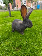 Vlamese Reus, Dieren en Toebehoren