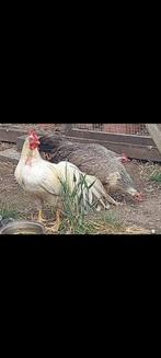 Onagadori  heen, Dieren en Toebehoren, Vrouwelijk, Kip