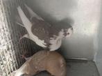Meerdere kroppers te koop, Dieren en Toebehoren, Vogels | Duiven, Meerdere dieren, Kropper