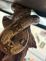 2 boa constrictors, Dieren en Toebehoren, Reptielen en Amfibieën, Slang, Met terrarium, 0 tot 2 jaar
