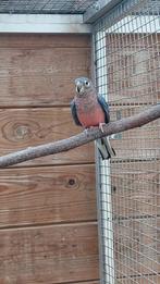 bourke wildkleur man 2023, Dieren en Toebehoren, Vogels | Parkieten en Papegaaien