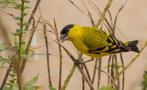 yarrel sijs, Dieren en Toebehoren, Geringd