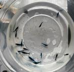 Groep blue dream garnalen, Dieren en Toebehoren, Kreeft, Krab of Garnaal, Zoetwatervis, Schoolvis