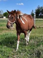 Painthorse, Animaux & Accessoires, Chevaux, Jument, Cheval western, Vermifugé, 0 à 2 ans