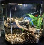aquaria en toebehoren, Dieren en Toebehoren, Ophalen of Verzenden, Zo goed als nieuw, Leeg aquarium
