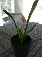 Sanseveria, Huis en Inrichting, Kamerplanten, Ophalen, Overige soorten, In pot