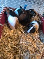 Jonge cavia's, Dieren en Toebehoren, Oktober, Cavia