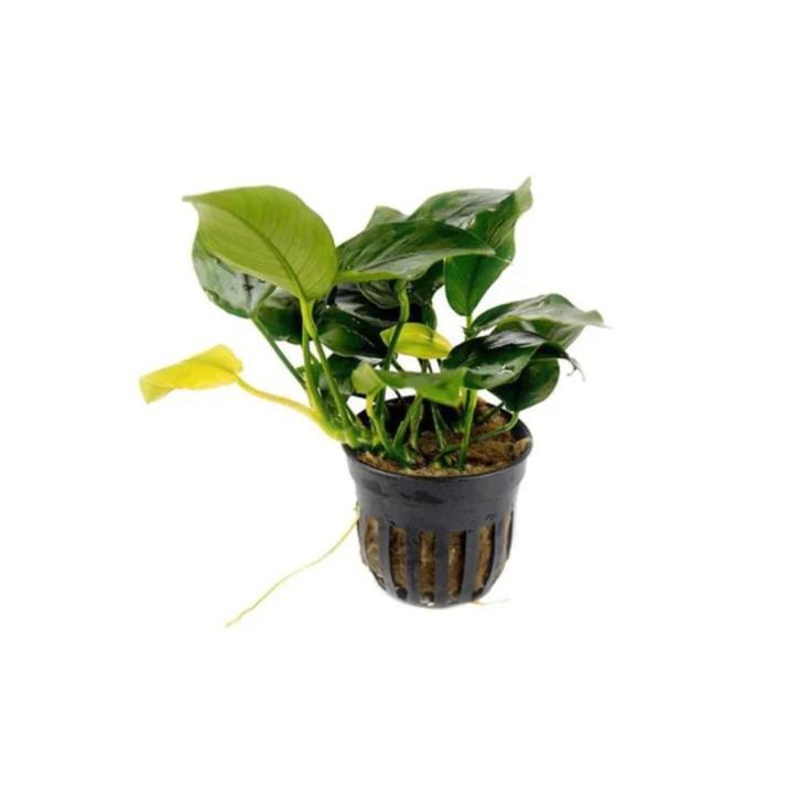 Anubias nana Aquariumplant (15 cm) voor Zoetwateraquaria, Animaux & Accessoires, Poissons | Aquariums & Accessoires, Neuf, Plante(s), Pierre ou Bois