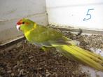 kakariki, Dieren en Toebehoren, Meerdere dieren, Parkiet