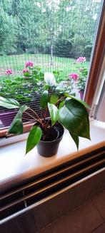 Philondendron Red Emerald, Ophalen, Overige soorten, Halfschaduw, Minder dan 100 cm