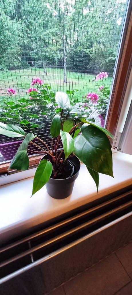 Philondendron Red Emerald, Huis en Inrichting, Kamerplanten, Overige soorten, Minder dan 100 cm, Groene kamerplant, Halfschaduw