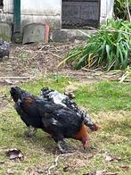 Marans kippen, Dieren en Toebehoren, Pluimvee, Meerdere dieren, Kip