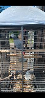 Grijze roodstaart 5j., Dieren en Toebehoren, Vogels | Parkieten en Papegaaien, Vrouwelijk, Papegaai, Pratend