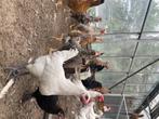 Kippen enkele rassen, Dieren en Toebehoren, Pluimvee, Geslacht onbekend, Kip