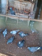 Slacht duiven   3 euro, Dieren en Toebehoren