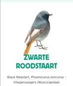 Gezocht zwarte roodstaart koppel