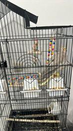 2 calopsit avec la cage, Animaux & Accessoires, Oiseaux | Cages & Volières