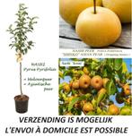 NASHI Peren: DUO Bestuivers 50/70 cm, in pot,  2 VOOR 15€ !!, Vaste plant, Fruitplanten, Ophalen of Verzenden, Lente