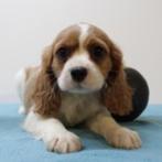 Cavalier King Charles - Lieve Belgish pups te koop, Dieren en Toebehoren, België, CDV (hondenziekte), 8 tot 15 weken, Meerdere