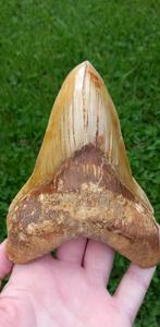 Megalodon haaientand XL 13,9 cm fossielen, Verzamelen, Mineralen en Fossielen, Ophalen of Verzenden, Fossiel
