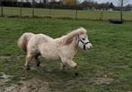 Prachtige Shetlandpony zoekt 5* thuis, Dieren en Toebehoren, Pony's, Gechipt, Ruin, Zadelmak, A pony (tot 1.17m)