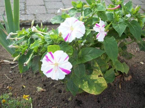 Mirabilis jalapa, Tuin en Terras, Planten | Tuinplanten, Eenjarig, Overige soorten, Volle zon, Zomer, Ophalen