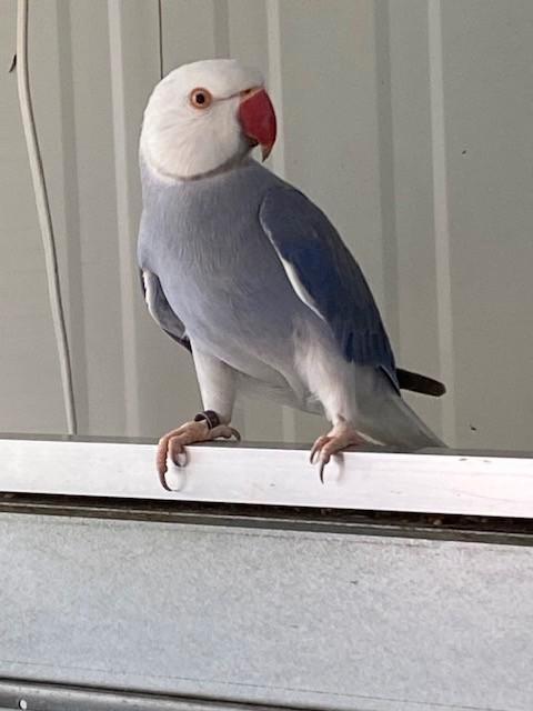 zeer mooie wkwst violet kans opaline 2022, Dieren en Toebehoren, Vogels | Parkieten en Papegaaien, Parkiet, Mannelijk, Geringd