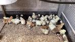Usa zijdehoen kuikens, Dieren en Toebehoren, Meerdere dieren, Kip