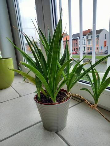 Sanseveria scheutjes of moederplant beschikbaar voor biedingen