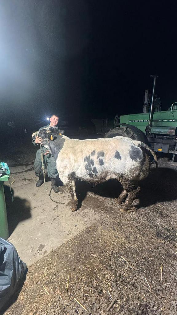 Dekstier belgisch wit blauw Rambo de cenfontaine, Dieren en Toebehoren, Runderen, Mannelijk, 0 tot 2 jaar