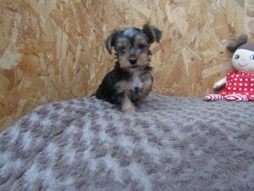 Yorkshire terrier pups 8 weken oud beschikbaar voor biedingen