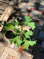 ginkgo biloba, Tuin en Terras, Ophalen