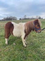 Shetland male 2 ans, Dieren en Toebehoren, Pony's, M
