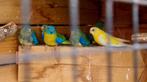 Turquoisines te koop, Geringd