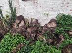 BOIS SEC A DONNER A EMPORTER, 3 tot 6 m³, Ophalen, Overige houtsoorten, Stammen