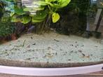 Crevettes aquarium, Dieren en Toebehoren, Vissen | Aquariumvissen